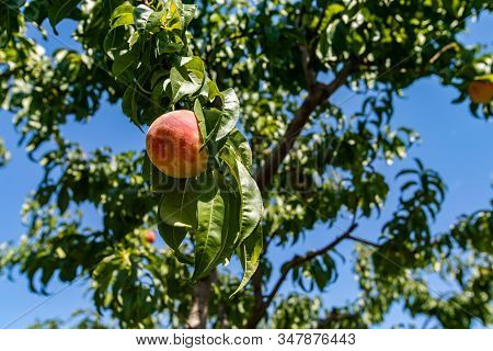 Selective Focus And Close Up Shot Of A Peaches Tree Branch Fruit And Leaves Against The Blue Sky In 