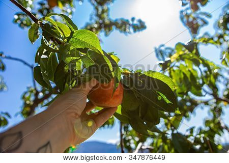 Selective Focus And Close Up Shot Of Woman Hand Picking A Ripe Peach Fruit From A Tree Branch Full O