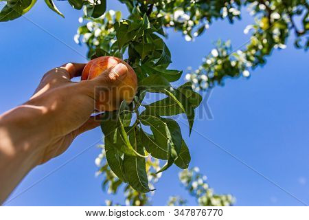 Low Angle, Selective Focus And Close Up View On Hand Picking A Ripe Peach Fruit From The Tree Branch