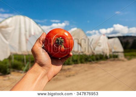 Farmer Hand Showing Tomato Fruit With Radial Crack And Circles Around The Top Crack, Selective Focus