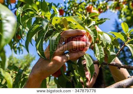 Close Up On Man Hand As He Picking A Ripe Peach Fruit From The Tree Branch. With The Sky And A Lot O