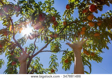 Sun And Nature Energy Concepts Background. Low Angle View Of Hands Under Tree Branches Full Of Peach