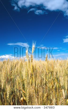 Corn Field