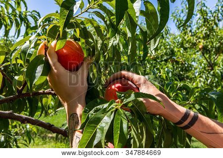 A Person With Tattooed Arms, Hands Picking Two Peaches Fruits From The Peach Tree Branch, With Orcha