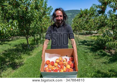 Happy Caucasian Man With Long Hair In Peaches Orchard. He Holds Cardboard Package Box Full Of Fresh 