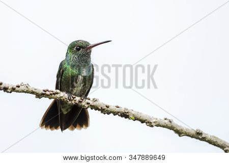 Glittering-throated Emerald Hummingbird (amazilia Fimbriata) Sitting On A Branch In The Amazon Fores