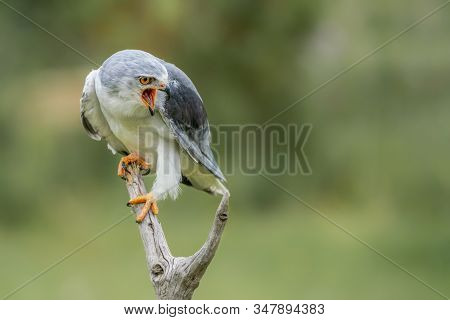 Screaming Black-winged Kite (elanus Caeruleus) On A Branch. Green Background. Noord Brabant In The N