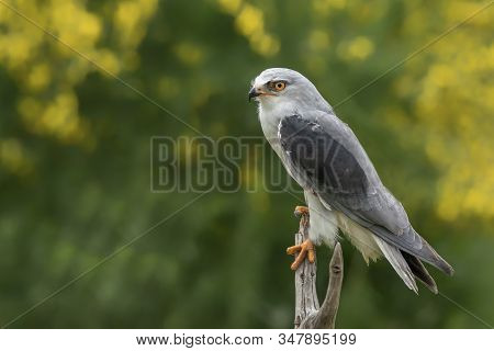Black-winged Kite (elanus Caeruleus) On A Branch. Green Background. Noord Brabant In The Netherlands
