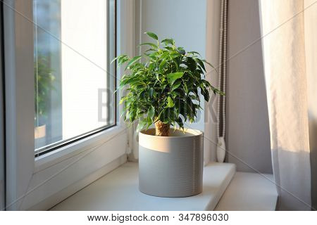 Potted Ficus Benjamina Plant On Window Sill At Home