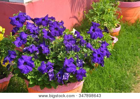 Close Up Of Some Different Colored Beautiful Pentunia Flowers, Nightshade Family (solanaceae) Growin