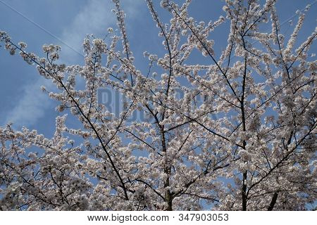 Close up of fruit flowers in the earliest springtime
