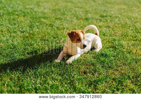 Happy Puppy Jack Russell Terrier Playing In The Grass.