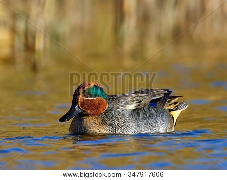 male green winged teal on the water (Anas crecca) 