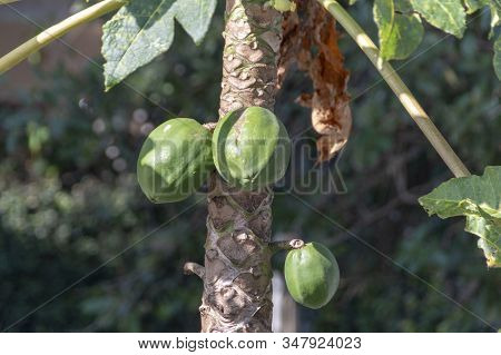 A Close Up View Of Three Green Paw-paws Growing On A Tree Waiting To Rippen