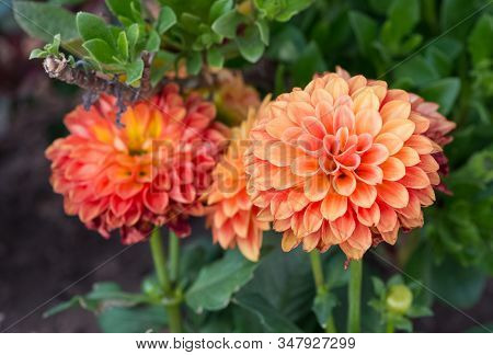 Photos Of Colorful Flowers Grown Naturally In Gardens