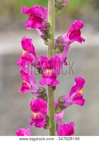 Photos Of Colorful Flowers Grown Naturally In Gardens