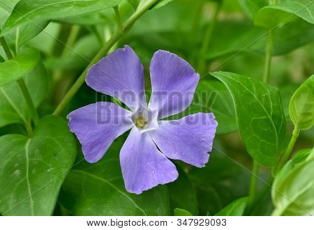 Photos Of Colorful Flowers Grown Naturally In Gardens