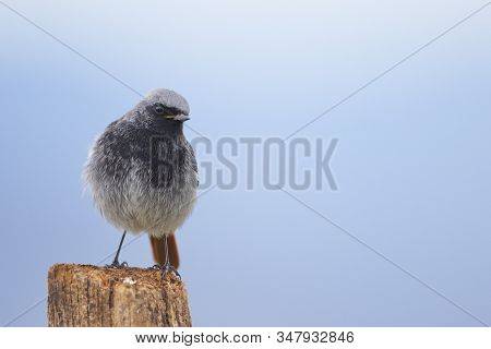 Black Redstart