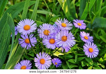 Closeup Of Aster Alpinus