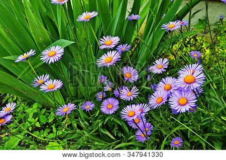 Closeup Of Aster Alpinus