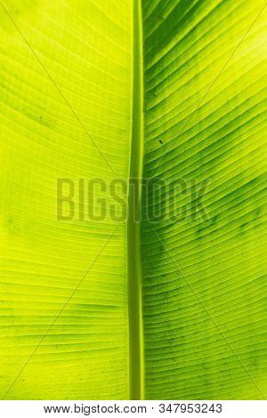 Close Up Photo Of Yellow-green Leaves Of Ensete. Leaf Is Beautifully Illuminated By Sunlight. Plant 