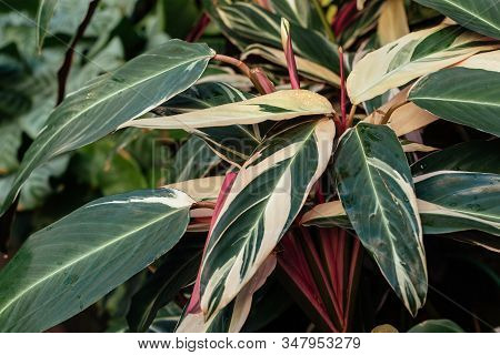 Close Up Photo Of Leaves Of Stromanthe Sanguinea Plant. Green Leaves Of Plant From Family Arrowroot 
