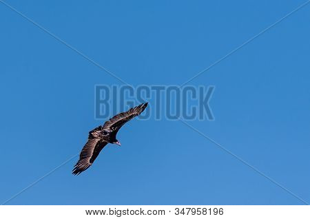 A White-headed Vulture -trigonoceps Occipitalis- Circling Over Etosha National Park, Namibia.