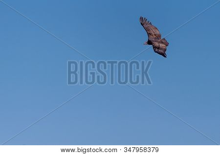 A White-headed Vulture -trigonoceps Occipitalis- Circling Over Etosha National Park, Namibia.