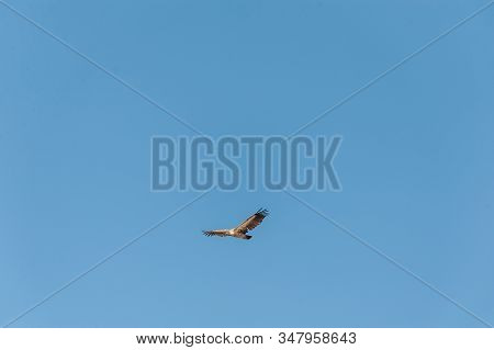 A White-headed Vulture -trigonoceps Occipitalis- Circling Over Etosha National Park, Namibia.