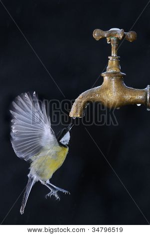 Vogel drinkwater.