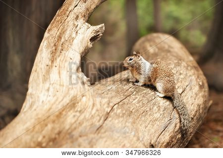 Horizontal Portrait View Of Grey Squirrel Sitting On Lag And Looking Away In Yosemite National Park,