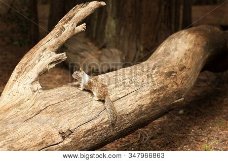 Horizontal Portrait View Of Grey Squirrel Sitting On Lag And Looking Away In Yosemite National Park,