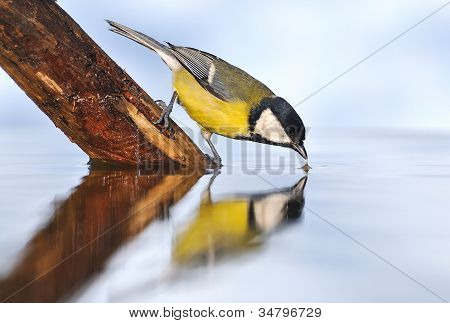 Dorst vogel.