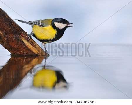 Dorst vogel.