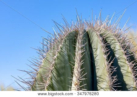 Closeup Detalis Of Southwestern Desert Cactus With Sharp Spines Framed Against A Blue Sky
