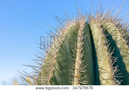 Closeup Detalis Of Southwestern Desert Cactus With Sharp Spines Framed Against A Blue Sky