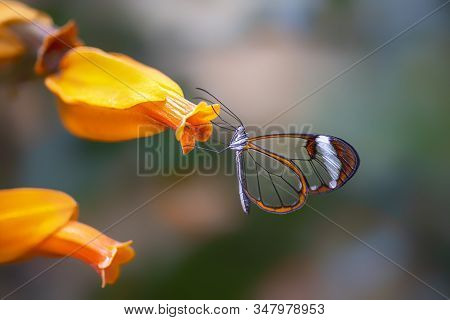 Beautiful Glasswing Butterfly (greta Oto) In A Summer Garden On A Orange Flower. In The Amazone Rain