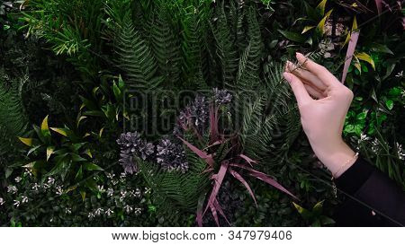 Woman's Hand Touches Variety Of Plants. Concept. Small Garden With Exotic Green Plants And Ferns. Wo