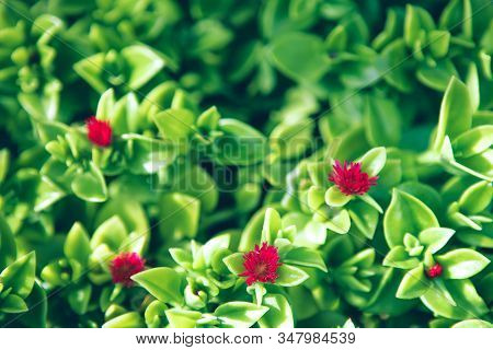 Green Freshy Succulent Carpet With Red Flowers