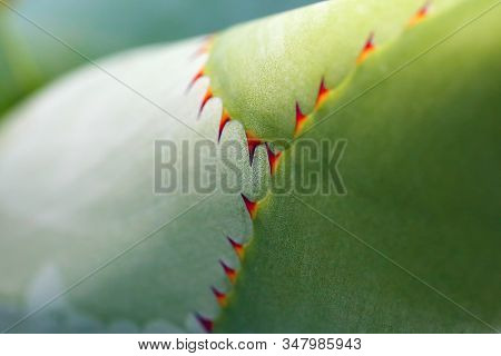 Large Aloe Thorns In Detail. Macrophoto Thorns In Aloe Leaf.