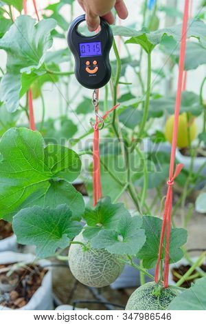 Use Portable Digial Scale For Fresh Melon  Weigh In Farm