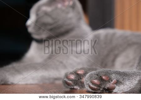 Paws Of The Sleeping, Striped, Domestic British Kitten