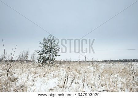 Blue Sky With Snow Field And Tree. Great Background With Copyspace. Winter And Snow Landscape. Stock