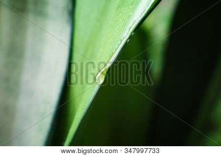 Drop Of Dew On A Fresh Green Leaf Of A Plant Macro Spring Background