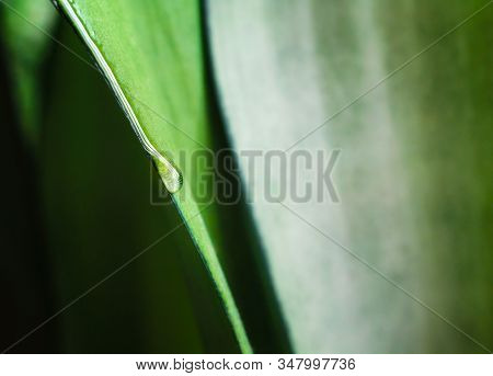Drop Of Dew On A Fresh Green Leaf Of A Plant Macro Spring Background Close Up