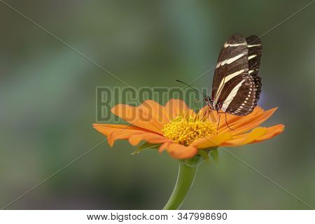 Zebra Longwing Butterfly (heliconius Charithonia) On A Beautiful Orange Flower (gerbera) In A Summer