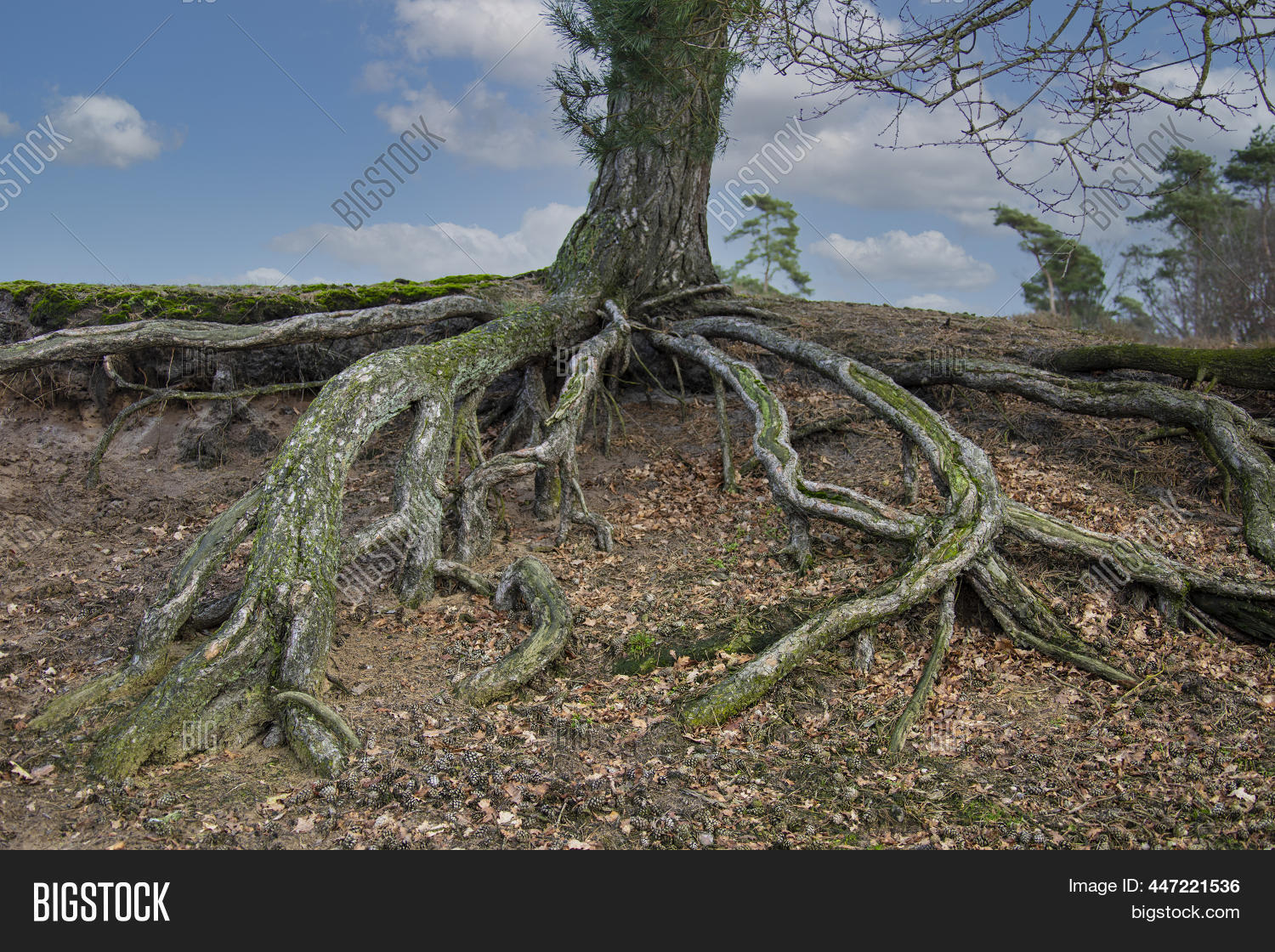 Roots Growing Upward Image & Photo (Free Trial) Bigstock