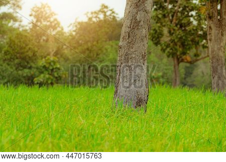 Tree In A Rice Field In Ubon Ratchathani, Thailand. Rice Plantation. Green Rice Paddy Field. Organic