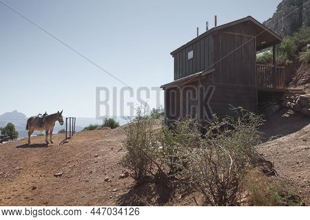 View Of The Nice Horse/mule In Grand Canyon Environment
