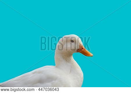 Portrait Of A White Duck In Profile On A Blue Background. Waterfowl With An Orange Beak. Photo Of Po